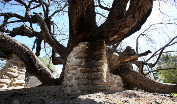 Beloved tree scrutinized yearly for signs of growth